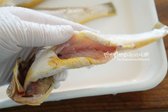 내장은 아가미나 배 부분에 칼집을 넣어 빼내면 됩니다.