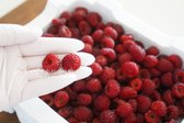 산딸기는 씻지 않고 밀폐용기에 담아 보관하였다, 식초 1 큰 술 또는 베이킹소다를 넣고 30초 이내로 빠르게 씻어줍니다.