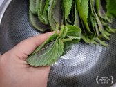 깻잎은 흐르는 물에 깨끗이 씻은 뒤 물기를 털어 채반에 세워 말리고, 끝부분의 지저분한 꼭지를 가위로 정리합니다.