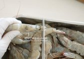 새우 500g은 생물로 준비해 굵은소금 1 큰 술을 더한 물에 살짝 흔들어 씻습니다. 흐르는 물에 헹군 뒤, 머리의 뿔과 입을 가위로 잘라내 깔끔하게 손질합니다.