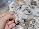 신선한 국내산 쭈꾸미는 눈 아래 금테 반점이 선명한 것을 고르고, 빨판에 뻘이 남아있을 수 있으므로 손질 후 밀가루와 소금으로 깨끗이 세척합니다.